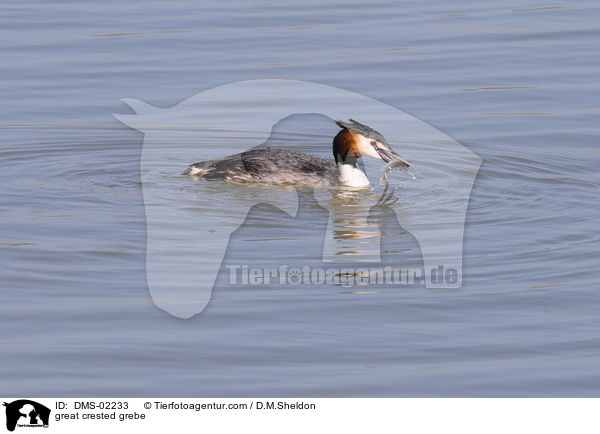 great crested grebe / DMS-02233