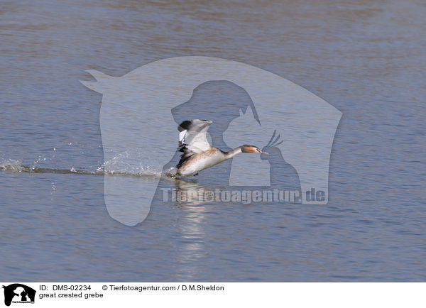 Haubentaucher / great crested grebe / DMS-02234