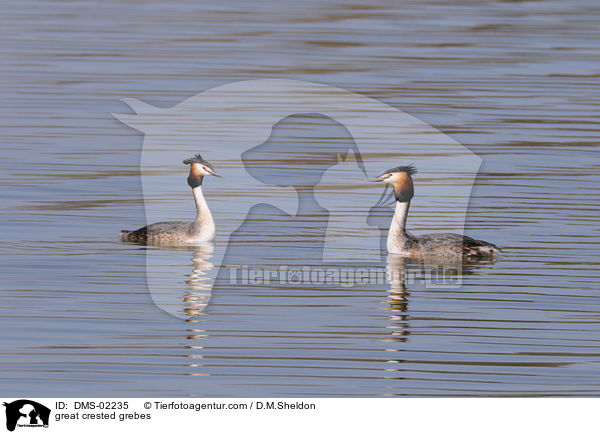 great crested grebes / DMS-02235