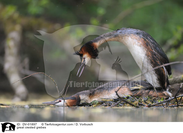 Haubentaucher / great crested grebes / DV-01897