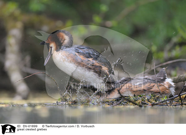 great crested grebes / DV-01899