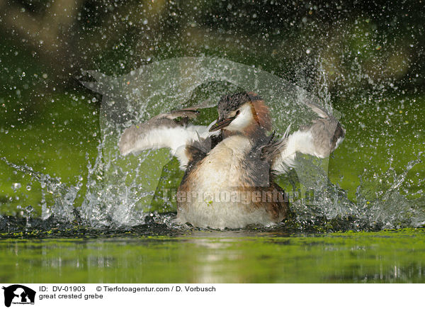 great crested grebe / DV-01903