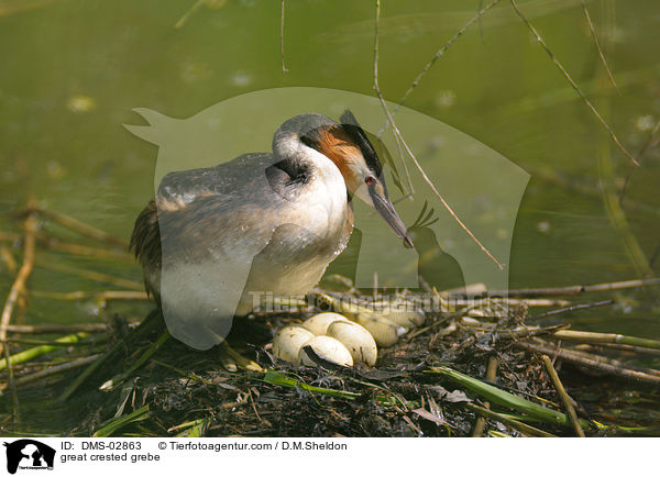 Haubentaucher / great crested grebe / DMS-02863