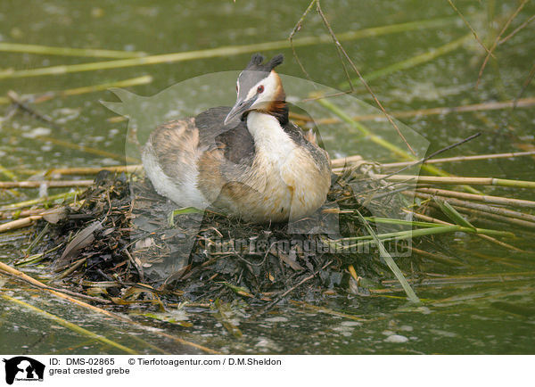 great crested grebe / DMS-02865