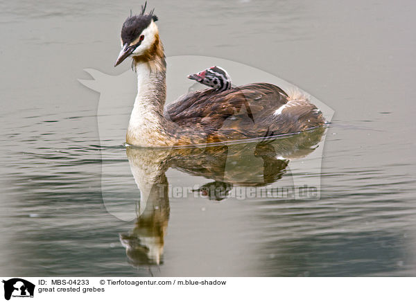 great crested grebes / MBS-04233