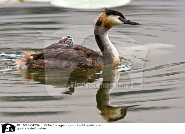 great crested grebes / MBS-04234