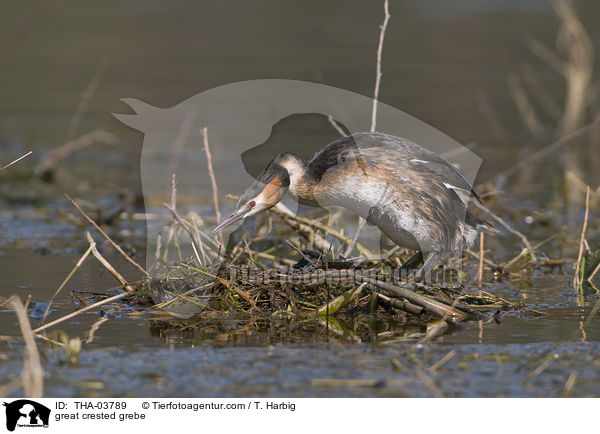 Haubentaucher / great crested grebe / THA-03789