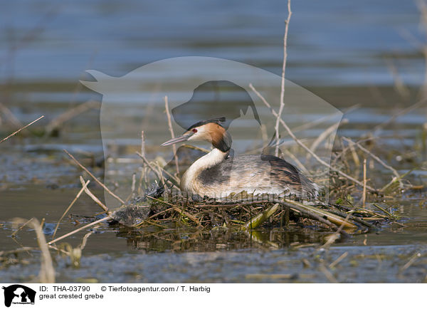 Haubentaucher / great crested grebe / THA-03790