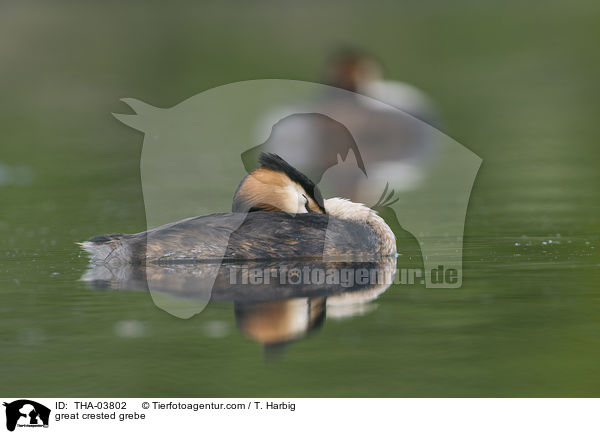 Haubentaucher / great crested grebe / THA-03802