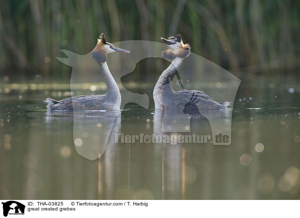 great crested grebes / THA-03825