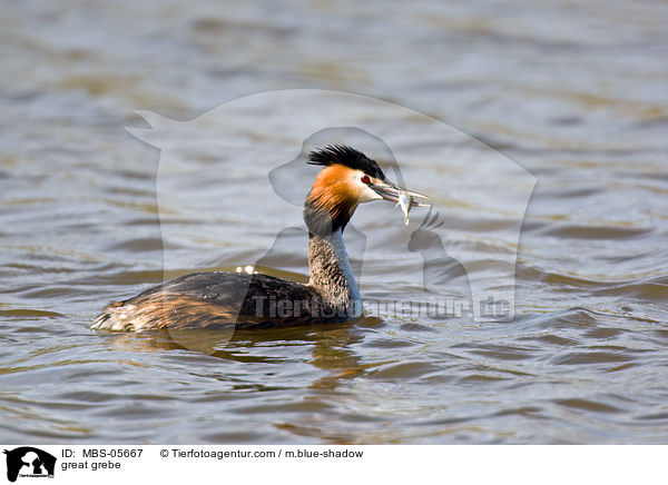 Haubentaucher / great grebe / MBS-05667