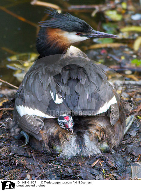 Haubentaucher / great crested grebes / HB-01657