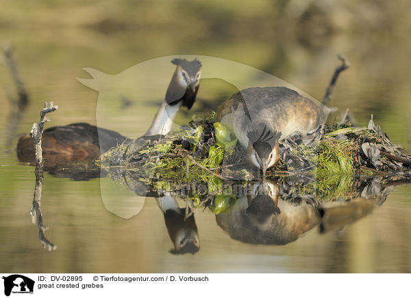 great crested grebes / DV-02895