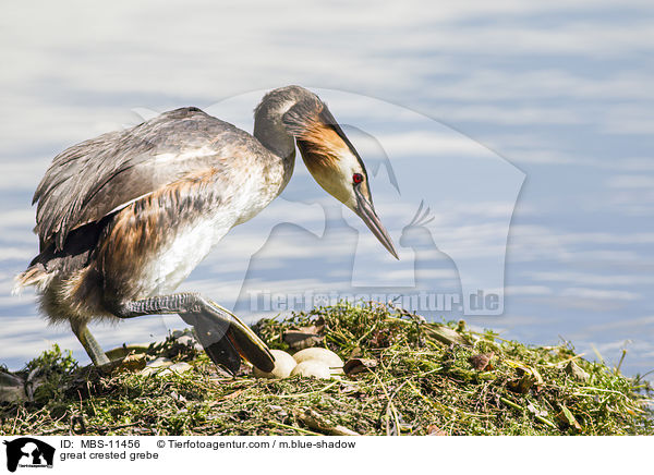 great crested grebe / MBS-11456