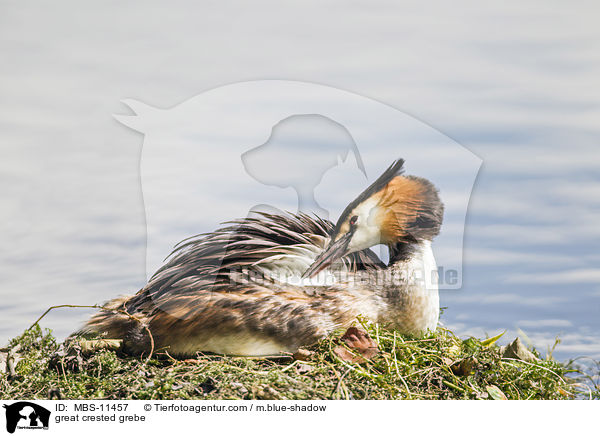 great crested grebe / MBS-11457