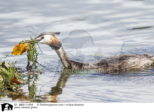 great crested grebe / MBS-11458