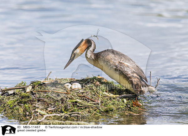 Haubentaucher / great crested grebe / MBS-11467