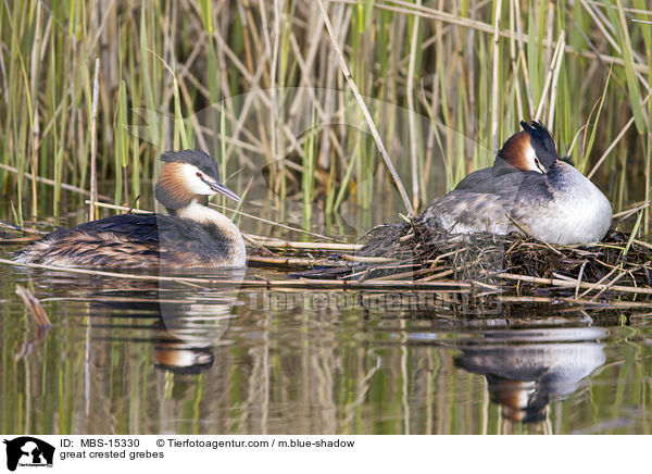 Haubentaucher / great crested grebes / MBS-15330