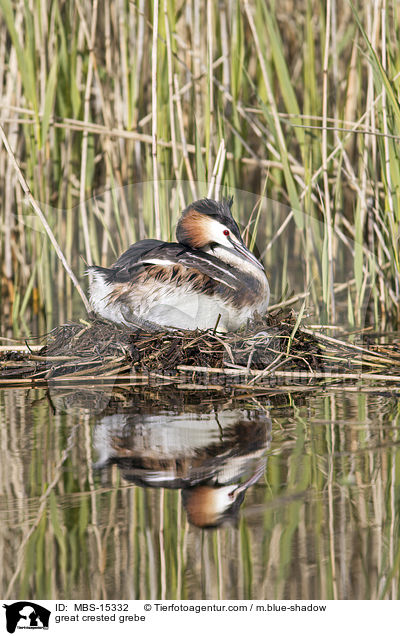 Haubentaucher / great crested grebe / MBS-15332