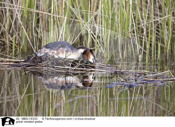 Haubentaucher / great crested grebe / MBS-15333