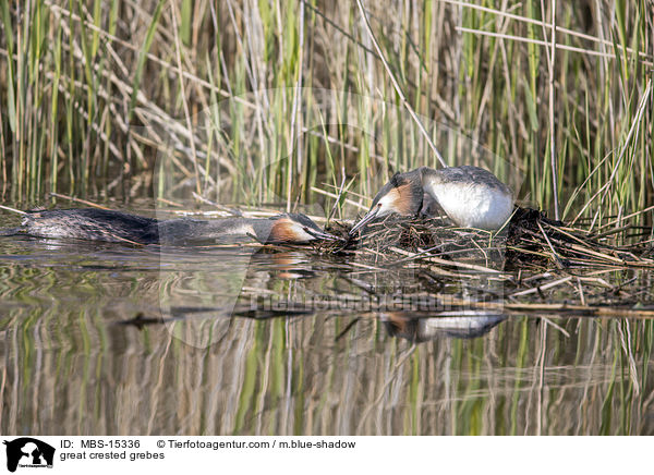 Haubentaucher / great crested grebes / MBS-15336