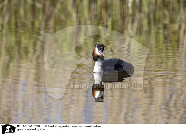 Haubentaucher / great crested grebe / MBS-15338