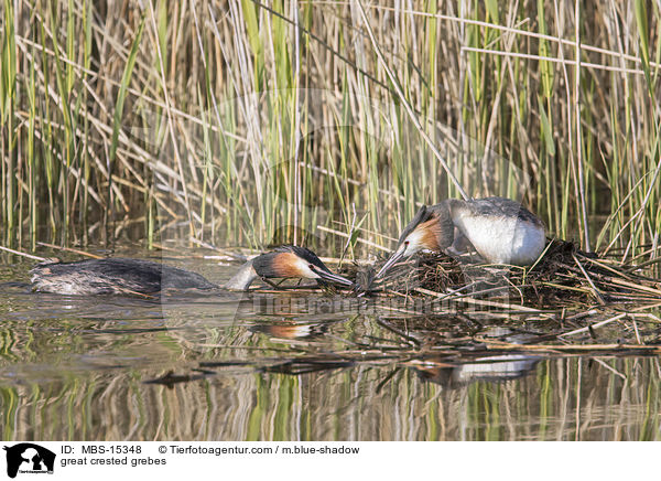 Haubentaucher / great crested grebes / MBS-15348