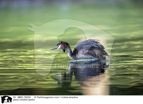 great crested grebe / MBS-16629