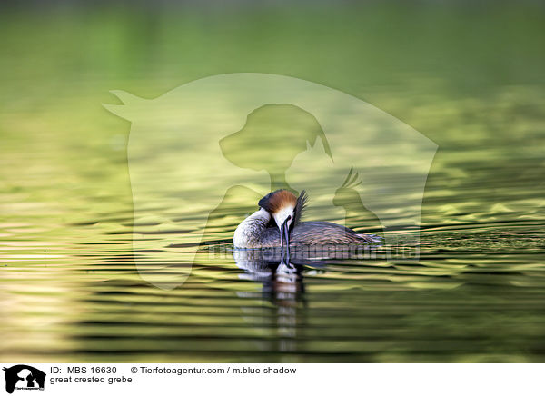 Haubentaucher / great crested grebe / MBS-16630