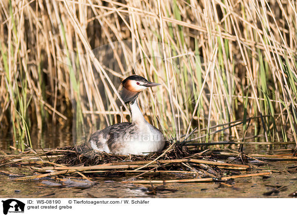 Haubentaucher / great crested grebe / WS-08190