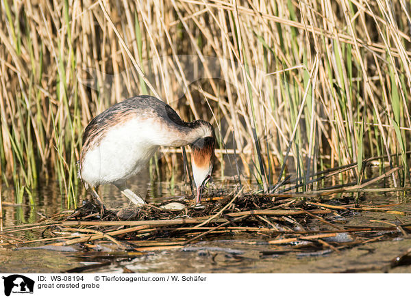 Haubentaucher / great crested grebe / WS-08194