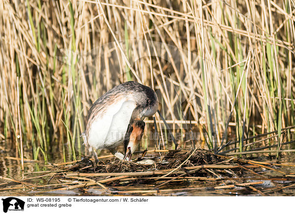 great crested grebe / WS-08195