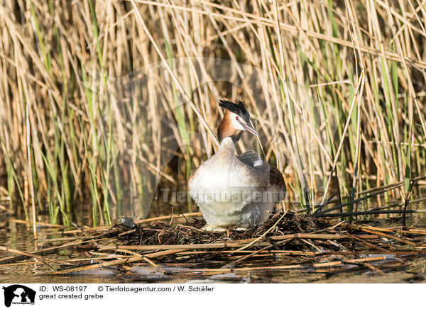 Haubentaucher / great crested grebe / WS-08197