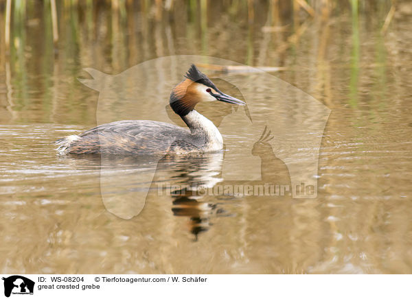 Haubentaucher / great crested grebe / WS-08204