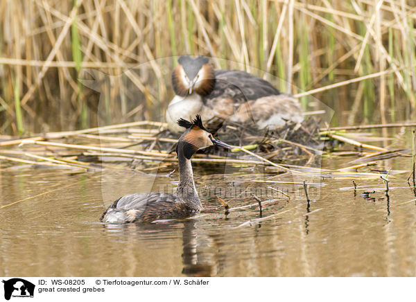 Haubentaucher / great crested grebes / WS-08205