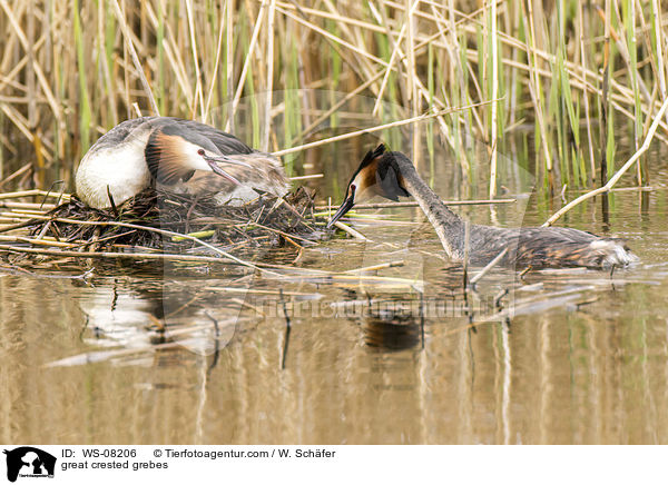 Haubentaucher / great crested grebes / WS-08206