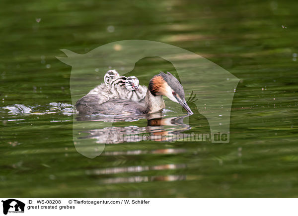 Haubentaucher / great crested grebes / WS-08208