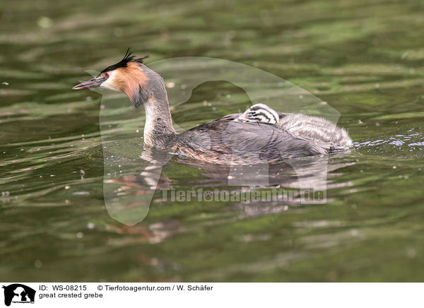 Haubentaucher / great crested grebe / WS-08215