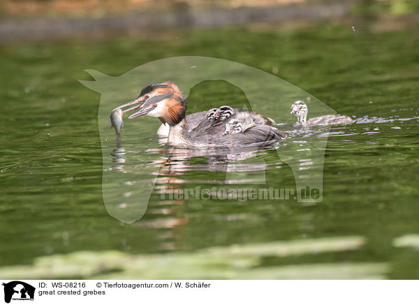 Haubentaucher / great crested grebes / WS-08216