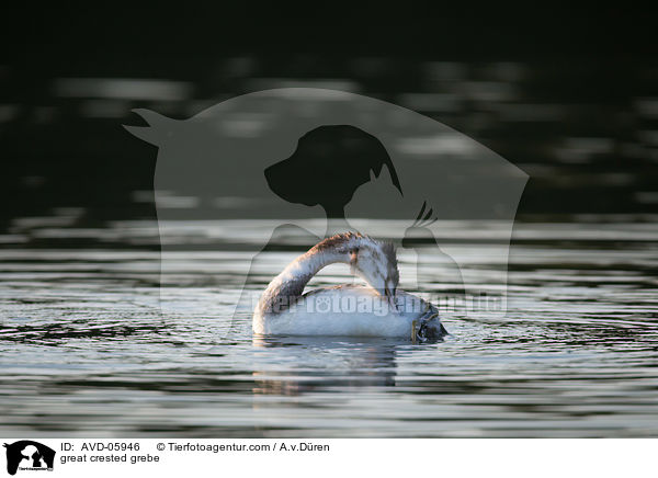 Haubentaucher / great crested grebe / AVD-05946