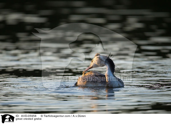 Haubentaucher / great crested grebe / AVD-05958