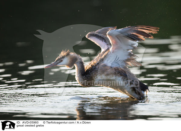 Haubentaucher / great crested grebe / AVD-05960