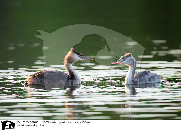 Haubentaucher / great crested grebe / AVD-05966