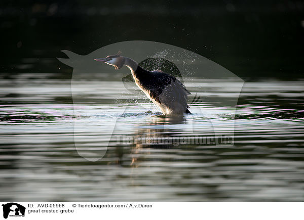 Haubentaucher / great crested grebe / AVD-05968