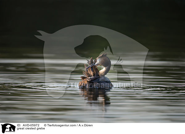 Haubentaucher / great crested grebe / AVD-05972