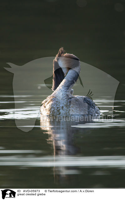 Haubentaucher / great crested grebe / AVD-05973