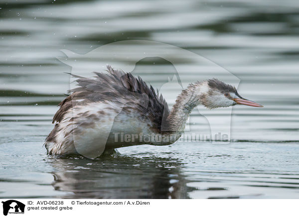 Haubentaucher / great crested grebe / AVD-06238