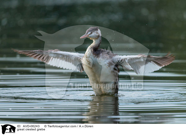 Haubentaucher / great crested grebe / AVD-06243