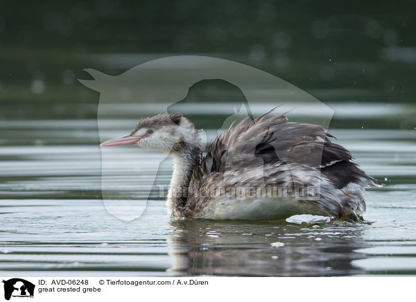 great crested grebe / AVD-06248