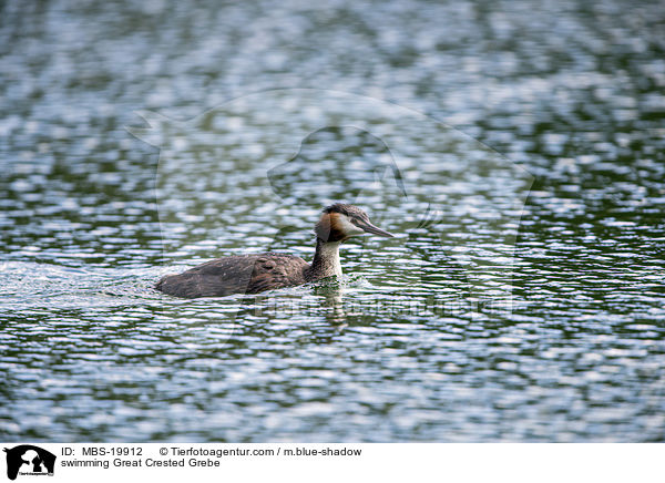 swimming Great Crested Grebe / MBS-19912